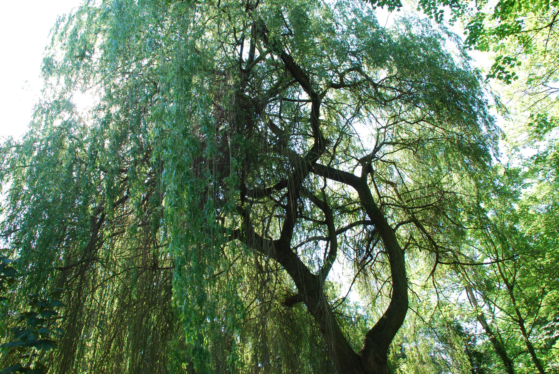 arbre-vue-dessous-luminatureims-2